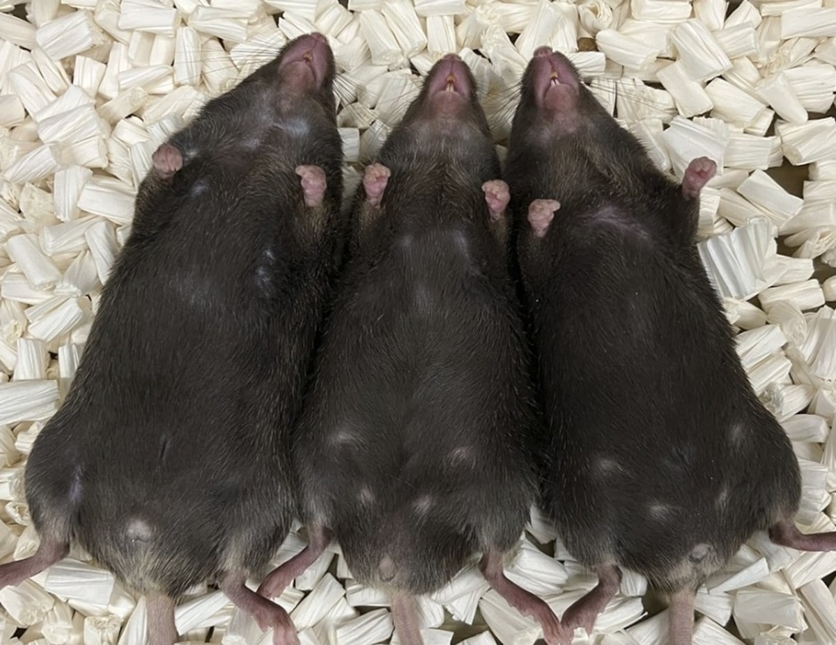 For the first time, an external factor turns a male mammal into a female - EL PAÍS English