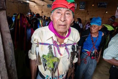 En algunos fiestas locales nativas se sacrifican animales. En la comunidad de Lamas, en el Amazonas peruano, se las colocan disecadas alrededor del cuerpo como símbolo de estatus social.