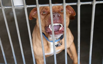 Un perro de raza pitbull.