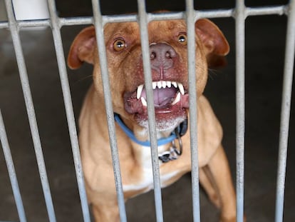 Un perro de raza pitbull.