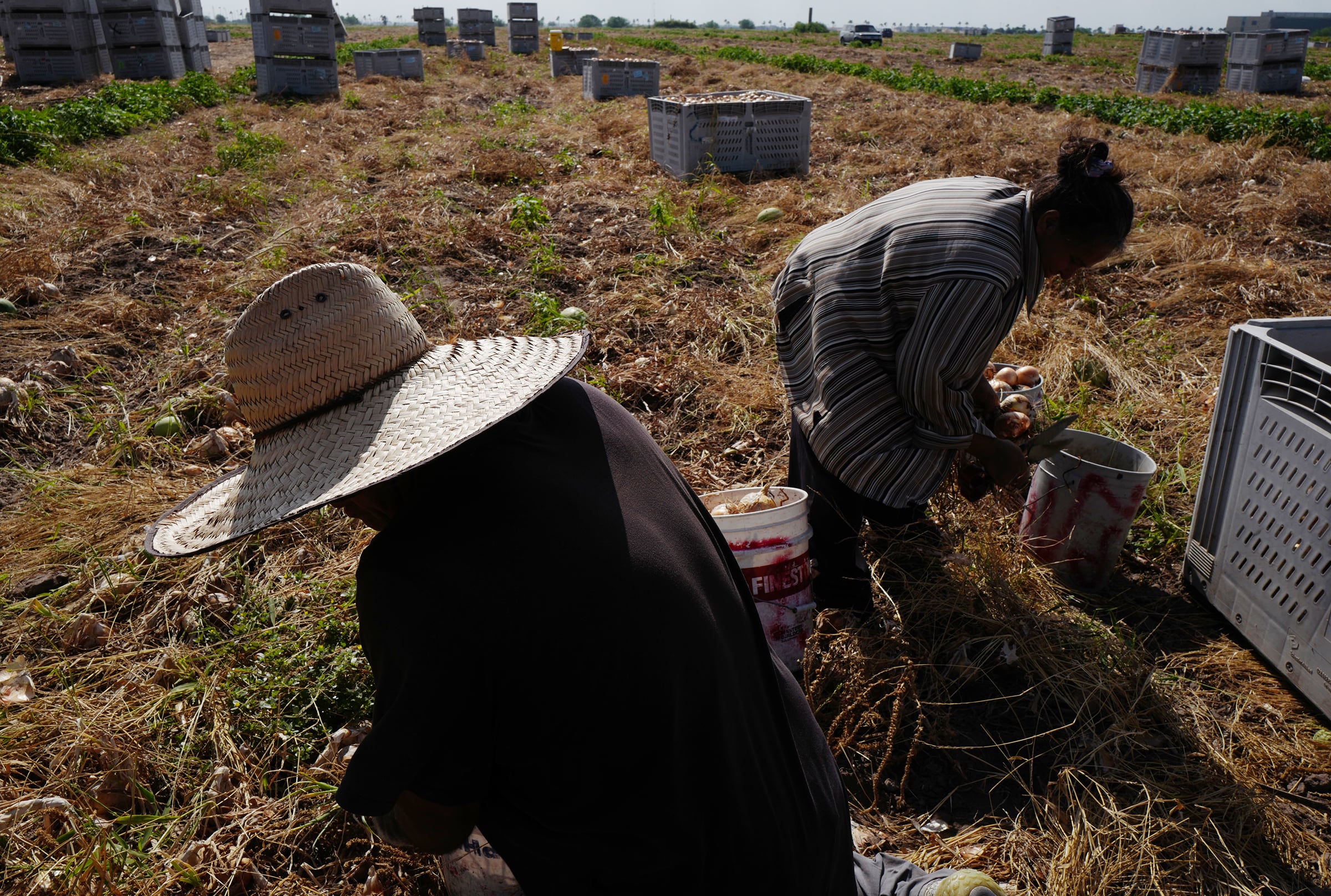 Envenenados en los campos del Valle del Río Grande: el Parki