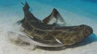 El Ayuntamiento estudia multar al Tenerife por cazar una cría de tiburón en peligro de extinción
