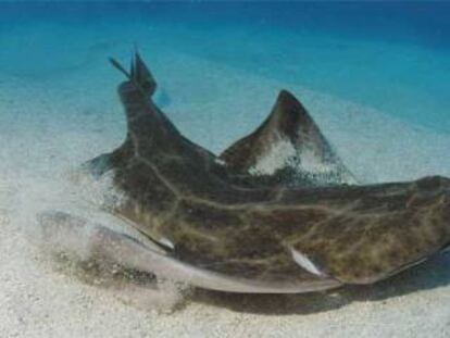 El Ayuntamiento estudia multar al Tenerife por cazar una cría de tiburón en peligro de extinción