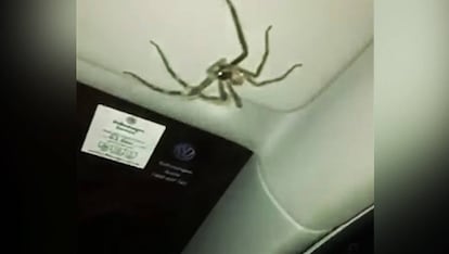 La araña gigante, en el techo del coche.