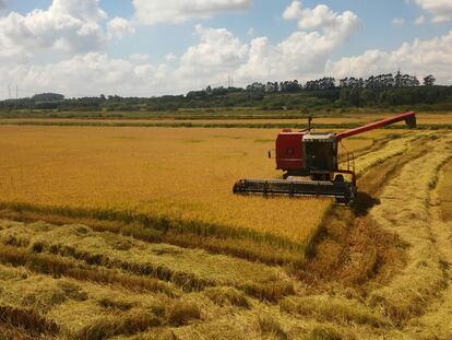 Cooperativa de Produção Agropecuária Nova Santa Rita, do MST, fundada em 30 de junho de 1995.