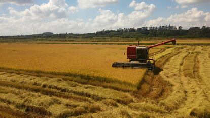 Una imagen de la Cooperativa de Producción Agropecuaria Nova Santa Rita, del MST