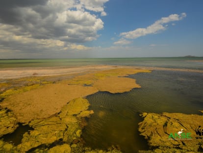 Una de las zonas del mar Menor cubierta de algas.