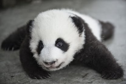 Hasta los tres meses, los osos panda del Centro de Investigación y Reproducción de Chengdu no salen a la calle para evitar enfermedades.