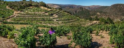 Las centenarias viñas de Rafael Palacios en Valdeorras (Ourense). Hasta aquí llegó en 2000 este viticultor riojano para culminar sus proyectos de grandes blancos con la olvidada uva de godello.