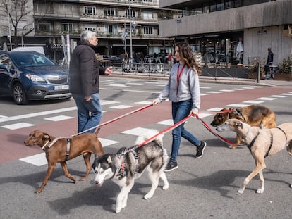 Una trabajadora de una guardería canina paseaba a varios perros en marzo por el centro de Madrid.