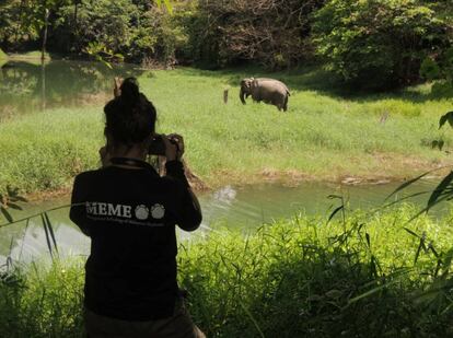 La naturalista Alicia Solana fotografía a un elefante en el norte de Malasia.