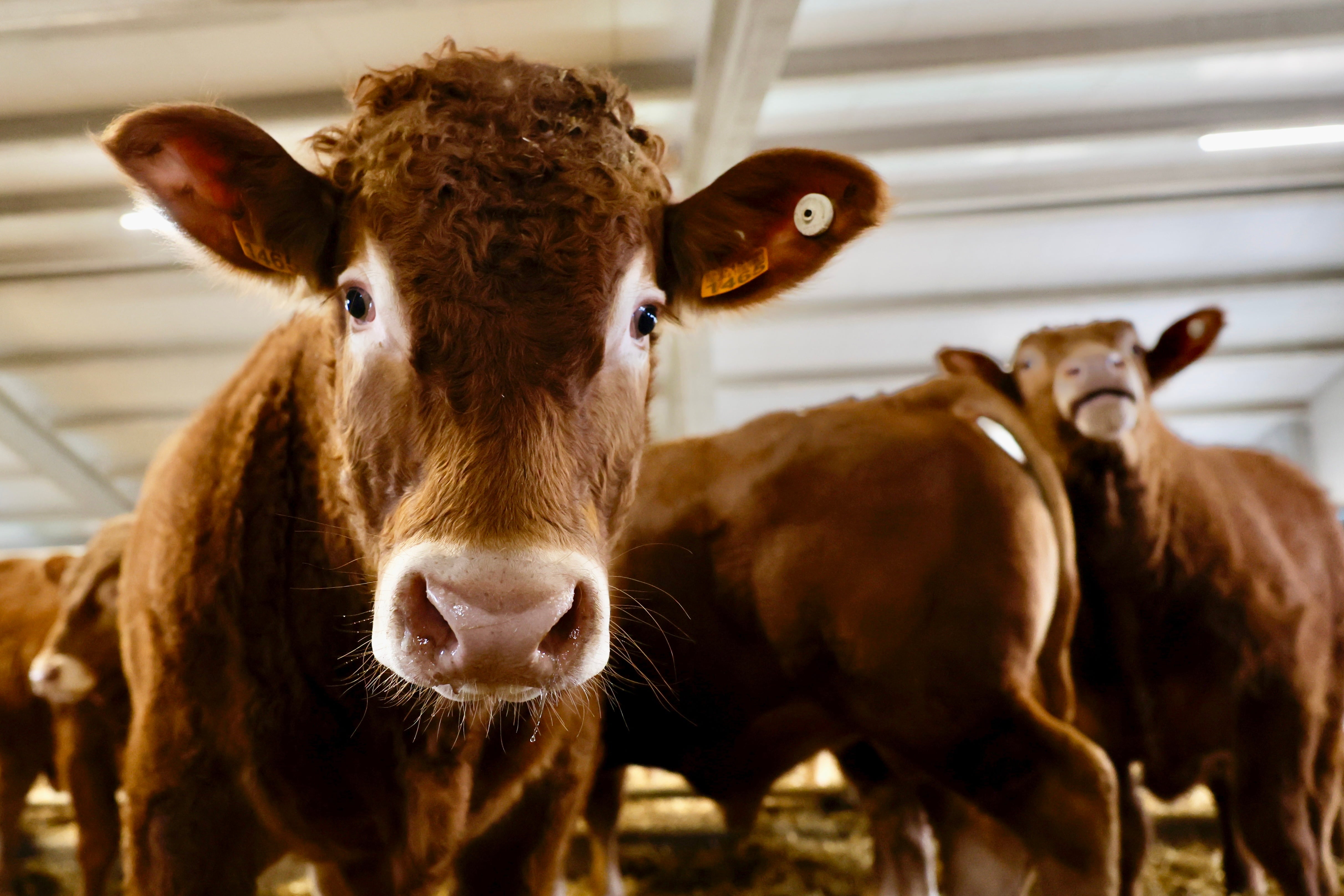 Hacia un cambio estructural  en el campo español 