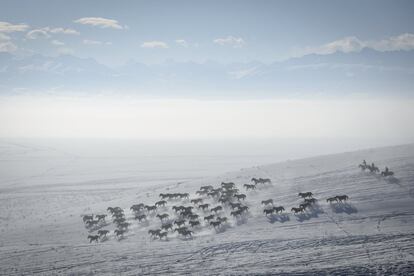 Caballos galopan en un campo cubierto de nieve en Zhaosu (Región autónoma Uigur de Sinkiang), el 10 de enero 2016.