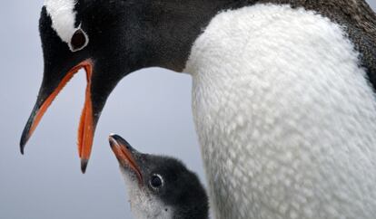 Un pingüino Gentoo alimenta a su cría en la base general Bernardo O'Higgins, en la Antártica chilena.