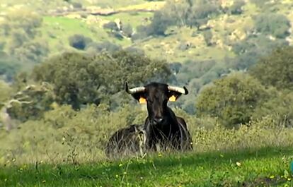 Una vaca brava en la dehesa andaluza.