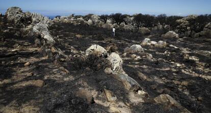 Terrenos del campo de la sierra del Retín, tras el incendio.