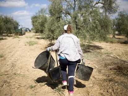 Recolección de aceitunas en una finca de la localidad sevillana de Bollullos de la Mitación.