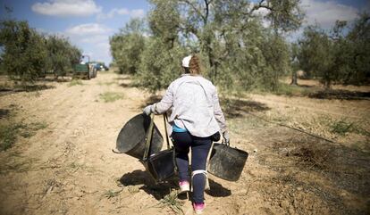 Recolección de aceitunas en una finca de la localidad sevillana de Bollullos de la Mitación.