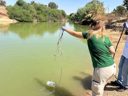 Gansos del parque de Sevilla gripe aviar