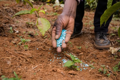 Un hombre deposita fertilizantes sintéticos, utilizados para aumentar la productividad agrícola, en el campo.