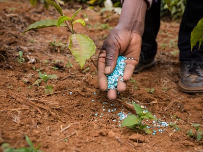 Un hombre deposita fertilizantes sintéticos, utilizados para aumentar la productividad agrícola, en el campo.