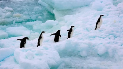 Un grupo de pingüinos caminan por el Antártico.