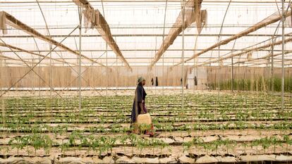 La agricultora Fone Coulibaly, en un invernadero de Katibougou, Malí.