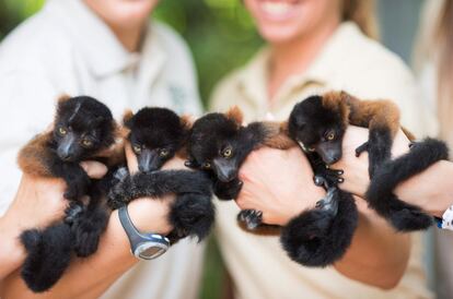 Apresentação à imprensa de quatro lêmures vermelhos de 6 semanas de idade no zoo de Nyiregyhaza (Hungria).