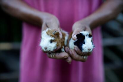 Una agricultora muestra sus cobayas recién nacidas en Santo Domingo (Cuba). 