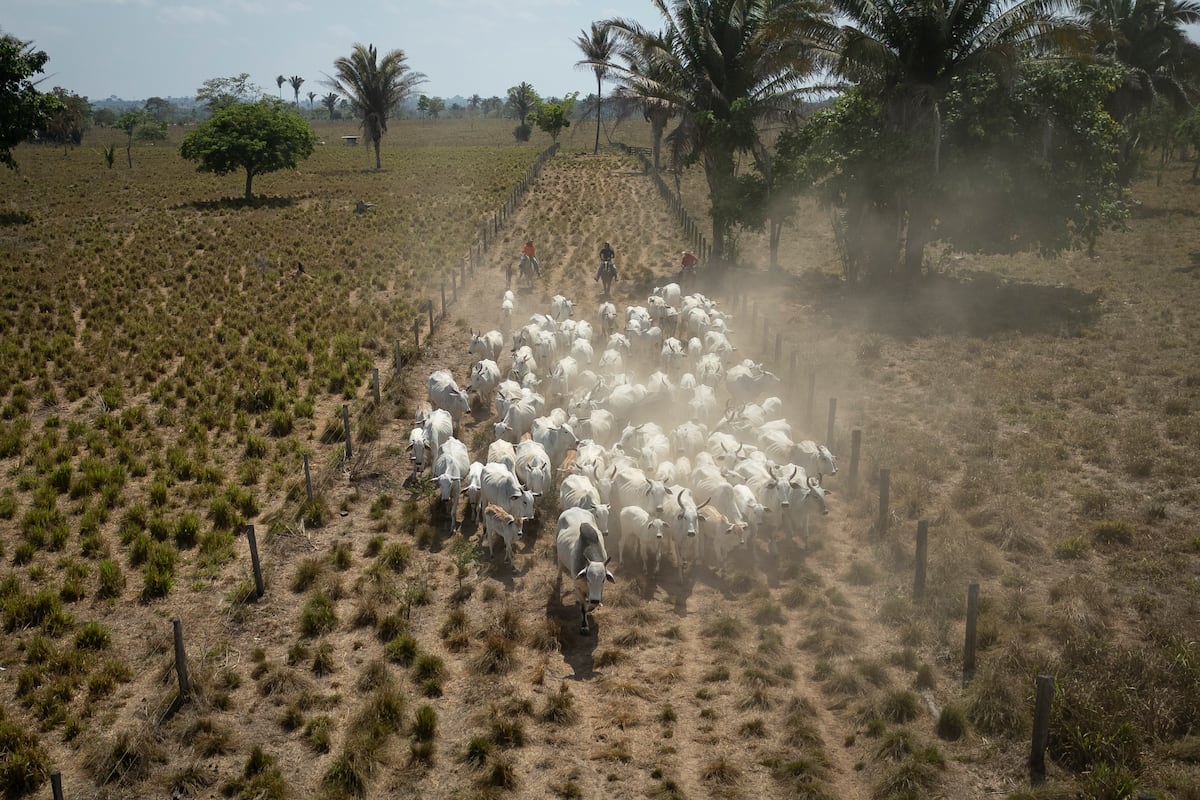 Así funciona el blanqueo de la carne procedente de la deforestación de la Amazonia brasileña – EL PAÍS