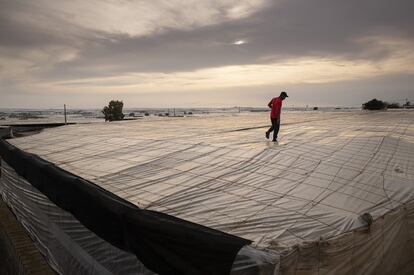 Un trabajador camina sobre los plásticos de un invernadero en El Ejido al atardecer.