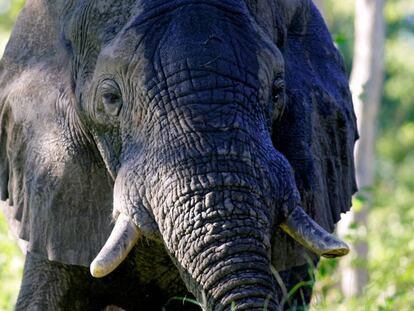 Un elefante en el delta del Okavango, en Botsuana 