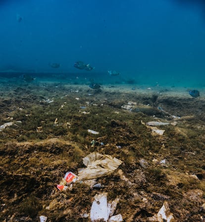 Las consecuencias de la contaminación de los océanos tendrán y tienen un precio muy caro: la degradación del ecosistema, la muerte cada año de más de un millón de animales y un impacto directo en los alimentos que consumimos. 