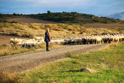 Un pastor llega con su rebaño de ovejas a las Bardenas Reales, en Navarra.