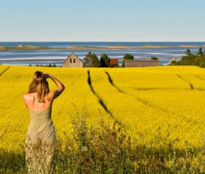 Campos de canola en la Isla del Príncipe Eduardo.