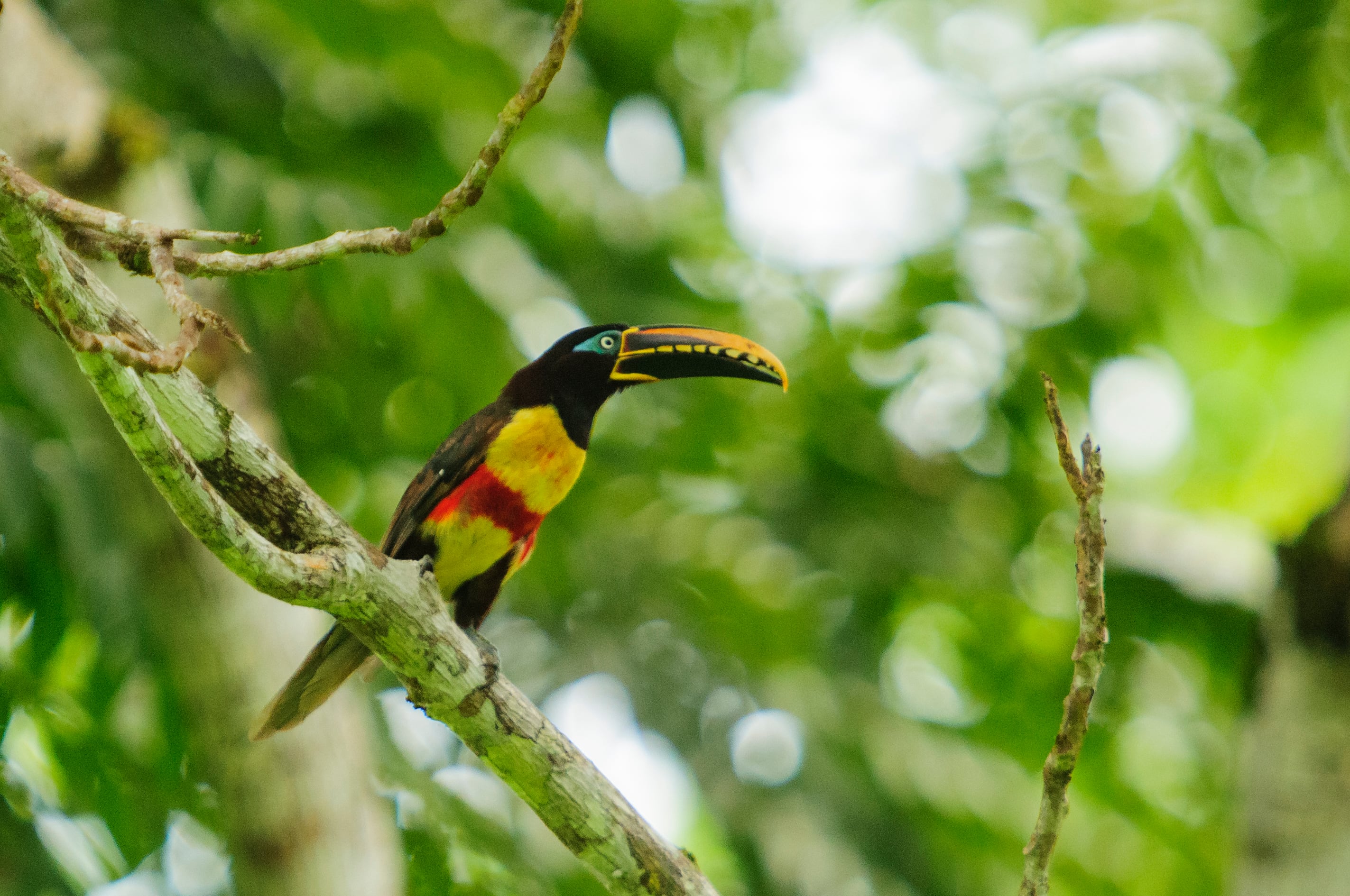 Las aves que vemos hoy son hasta un 72% más pequeñas que las de hace 80 años