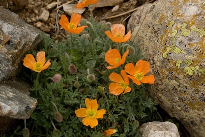 La amapola de alta montaña (‘Papaver lapeyrousianum’) crece por encima de los 2.000 metros.