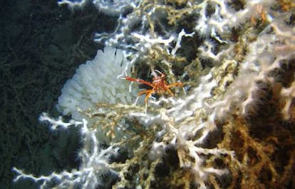 Coral <i>Lophelia pertusa</i>, con una langosta que es parte de su fauna asociada.