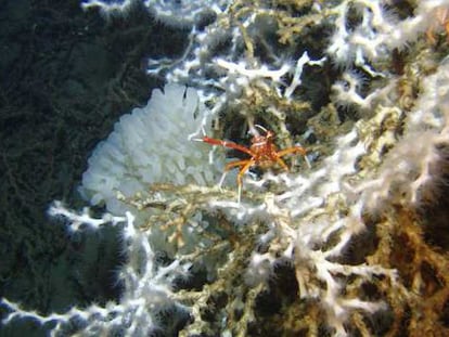 Coral <i>Lophelia pertusa</i>, con una langosta que es parte de su fauna asociada.