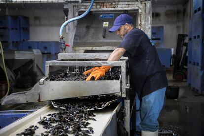 Un trabajador de la empresa Marisc Mediterrani empaqueta bolsas de mejillones importados.