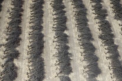 Un campo lleno de almendros muertos durante una sequía en Coalinga en el Valle Central de California, Estados Unidos.