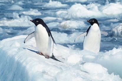 Imagen de dos pingüinos Adela en la Antártida.