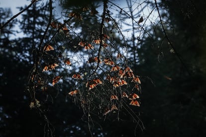 Cada a?o las mariposas monarcas viajan ms de 4.000 kilmetros desde Canad, de donde proceden, a travs de Estados Unidos hasta llegar a los bosques de Michoacn, donde pasan cinco meses. 