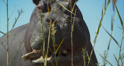Uno de los hipopótamos que protagonizan 'Pepe', en competición en el Festival de Berlín.