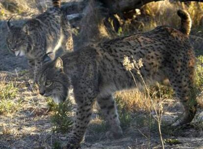 El lince 'Garfio' (izquierda) pasea con otra hembra, en 2005, por el centro de cría de El Acebuche, en Huelva.