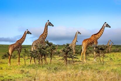 La mejor época para visitar Masai Mara (Kenia) es en octubre, tras las lluvias.