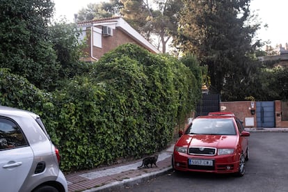 Un gato se pasea por uno de los rincones de la colonia.