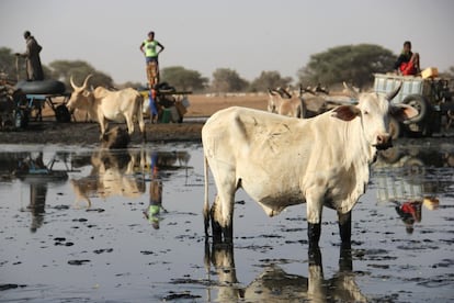 Se han cultivado 20.000 hectáreas de las 817.000 que requiere el proyecto de la Gran Muralla Verde que se extenderá en Senegal a lo largo de 545 kilómetros.