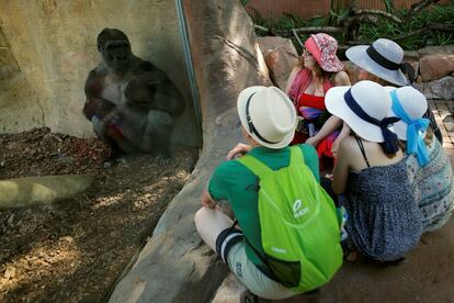 Um grupo de crianças observa um gorila em seu primeiro dia no Bioparc de Fuengirola (Espanha).