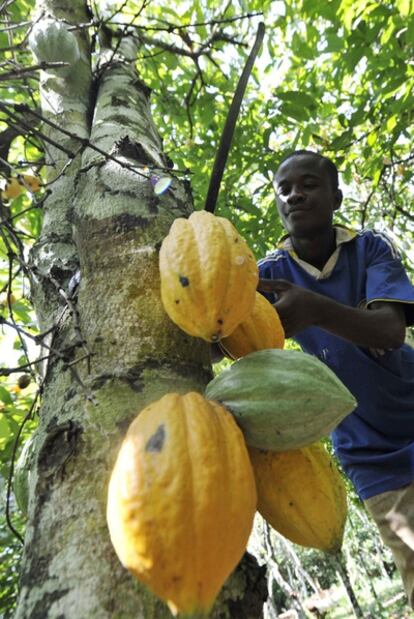 Un agricultor realiza trabajos de recogida en una plantación de cacao de Costa de Marfil.